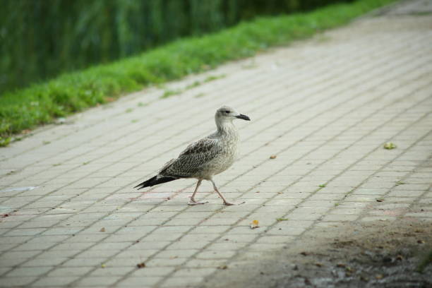 Grey seagull walks along a path in the city park. High quality photo