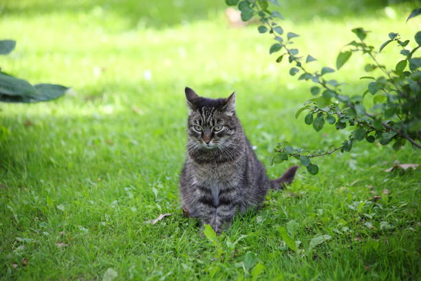 istock A gray sly cat on a green lawn. 1406568682