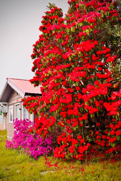 istock Bungalow and Flowers by The Sea 1406568707