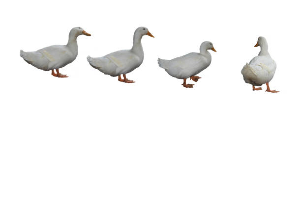 background, four white geese in a row, in different positions on a white background, space for text