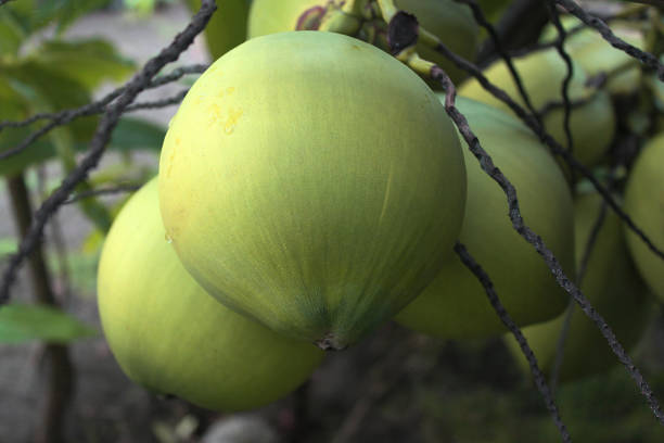 fruit background, green coconut fruit on the tree, background
