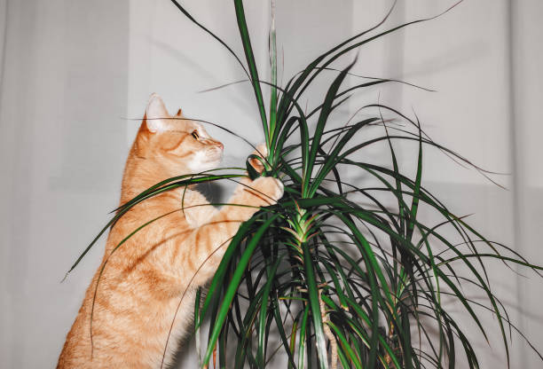 istock The cat is trying to bite the plant. 1406570240