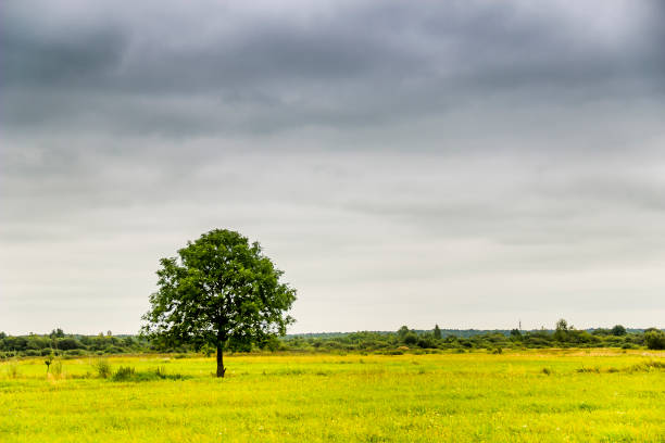 istock a lonely tree on a wide green meadow 1406570966