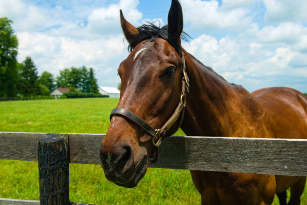 caballo en una granja de caballos de kentucky - halter fotografías e imágenes de stock