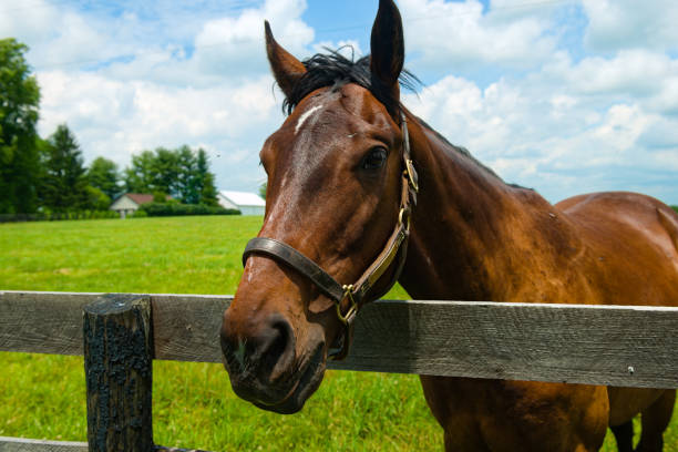horse on a kentucky horse farm - halter imagens e fotografias de stock