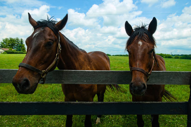 istock Horses on a Kentucky horse farm 1406572242