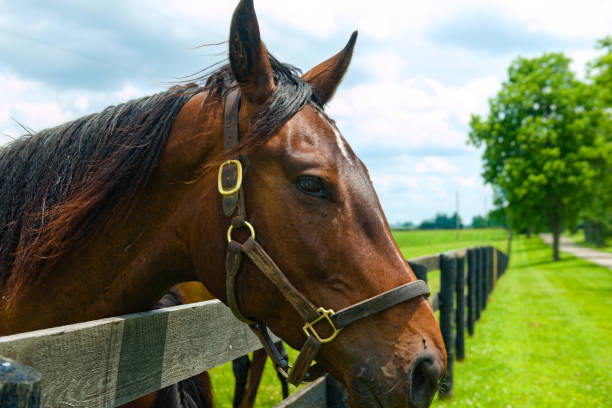 istock Horse portrait looking over a fence 1406572252
