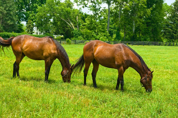 istock Horses grazing in a field on a farm 1406572299