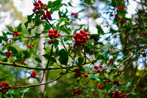 Close up of red berries on a holly bush