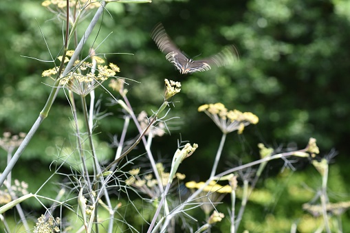 A motion blur capture of a butterfly as it takes flight over fennel flowers.