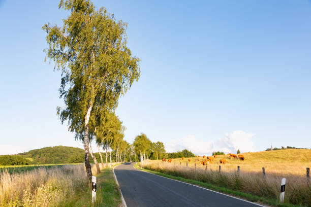 istock Country road in rural Germany lined with  birch trees 1406573861