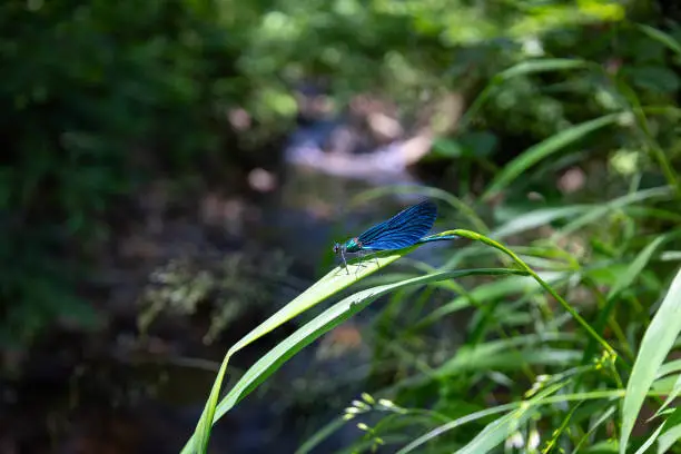 Photo of Blue dragonfly resting on grass near river