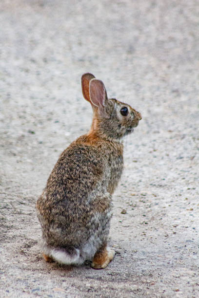 istock Eastern cottontail rabbit on the pavement 1406574122