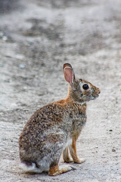 istock Eastern cottontail rabbit checking out the alley. 1406574797