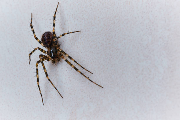 istock Macro photograph of a spider on a white background with copyspace 1406574961