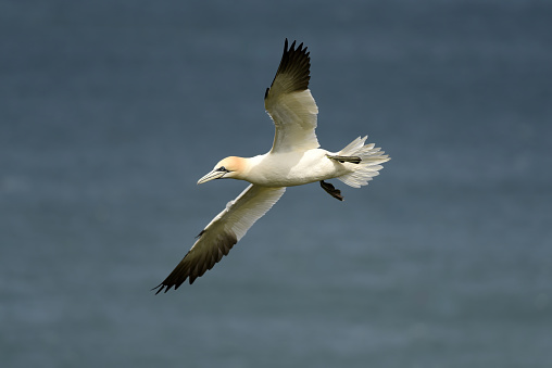 Northern gannet bird out at sea