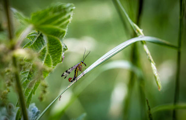 scorpionfly, panorpidae - wild barley imagens e fotografias de stock