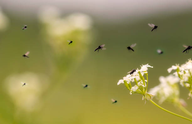 perejil de vaca con moscas - mosca insecto fotografías e imágenes de stock