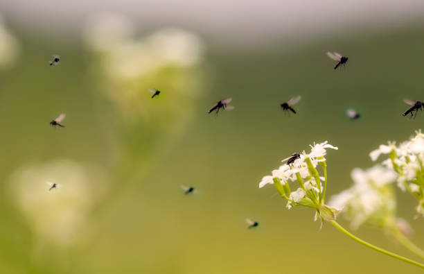 Cow Parsley with flies Cow Parsley and a lot of flies cow parsley stock pictures, royalty-free photos & images