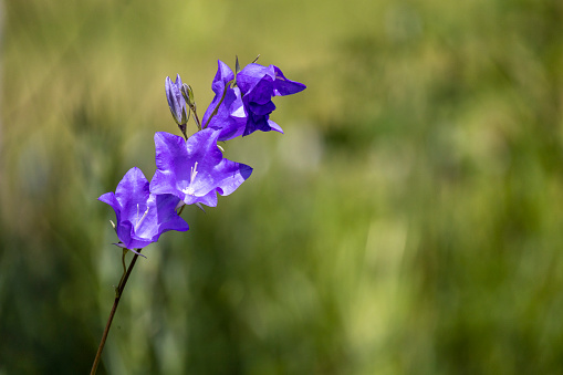 Andean lupin or lupinus mutabilis colorful flowers on the blurred background