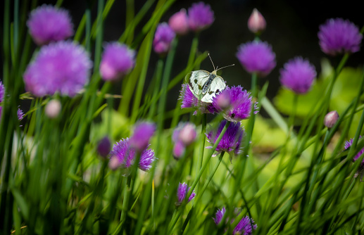 Large White butterfly on chive flowers, Pieris brassicae