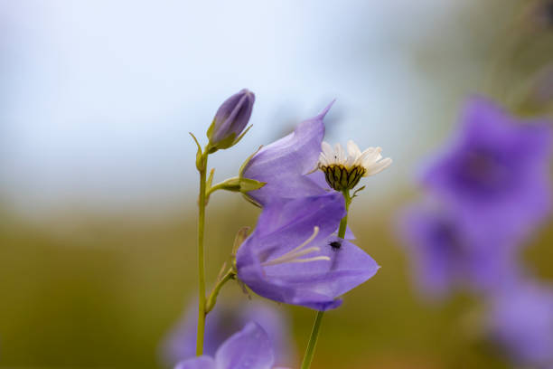 Marguerite daises and Bluebell flower. Bokeh background and focus on the daisy to left,