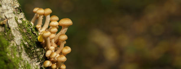 istock Mushrooms on a tree in a forest. Honey agarics mushrooms 1406575356