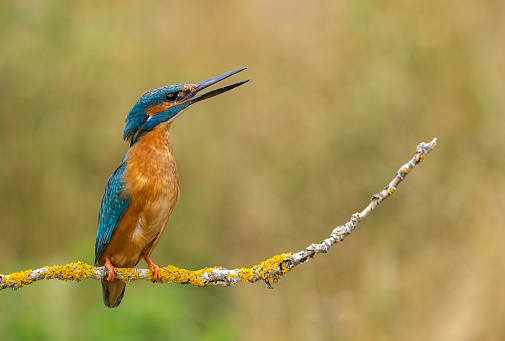 Calling male common kingfisher (Alcedo atthis) perching on a twig.