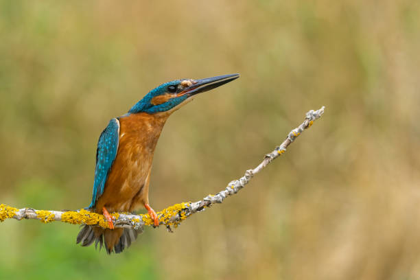 istock Male common kingfisher 1406576224
