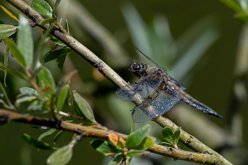 Male Four-spotted chaser dragonfly, Libellula quadrimaculata, resting on a branch