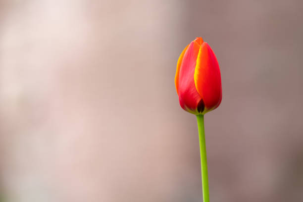 Close up red tulip on blurred nature background with copy space