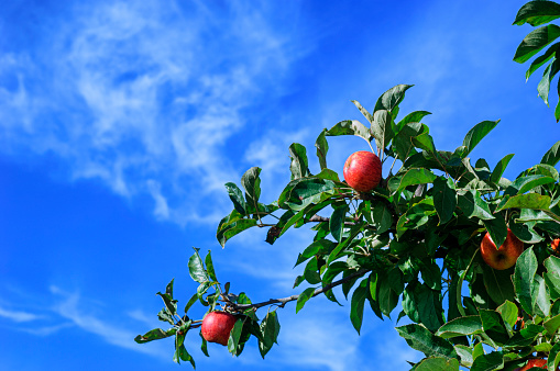 Low angle view of organic red apples growing on an apple tree with clouds in background.

Taken In Santa Cruz, California, USA.
