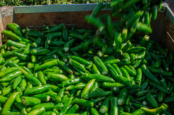 istock Harvested Green Peppers Being Dumped into Bins 1406579164