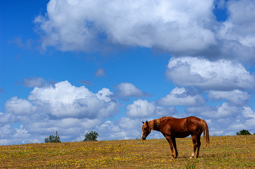 Bay colored horses (Equus ferus caballus) grazing on a grassy field on the foothills of the Sierra Nevada.\n\nTaken in Copperopolis, California, USA.