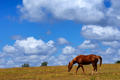 Bay colored horse (Equus ferus caballus) grazing on a grassy field on the foothills of the Sierra Nevada.

Taken in Copperopolis, California, USA.