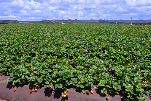 Field of ripe and ripening strawberries, growing on California coast farm, ready for harvest,\n\nTaken in Watsonville, California, USA