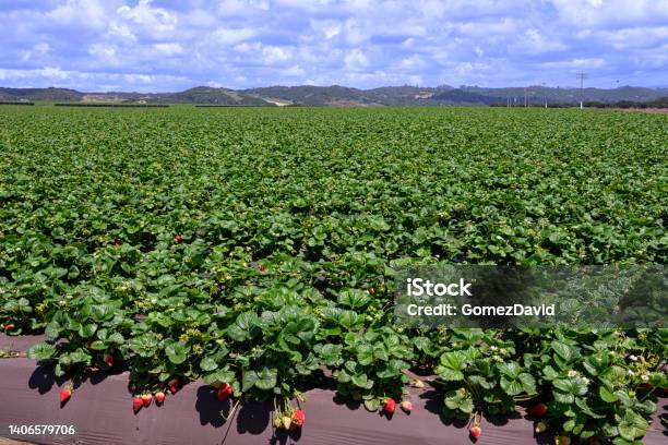 Field Of Ripe Strawberries Ready For Harvest Stock Photo - Download Image Now - Strawberry Field, Agricultural Field, Agriculture