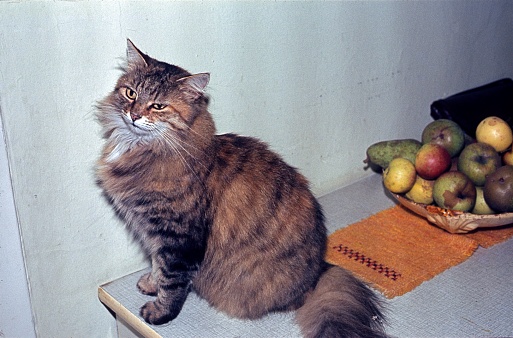 Germany, 1978. Domestic cat next to a bowl of apples on a kitchen table.