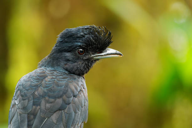 Long-wattled Umbrellabird - Cephalopterus penduliger, Cotingidae, Spanish names include pajaro bolson, pajaro toro, dungali and vaca del monte, rare black bird, detail of the bird.