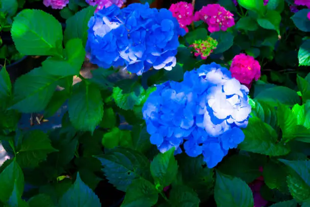 Photo of Blue Hydrangea macrophylla, commonly referred to as bigleaf hydrangea, is one of the most popular landscape shrubs owing to its large mophead flowers.