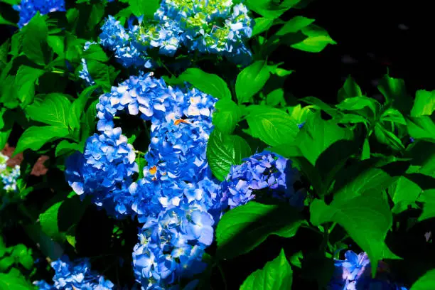 Photo of Blue Hydrangea macrophylla, commonly referred to as bigleaf hydrangea, is one of the most popular landscape shrubs owing to its large mophead flowers.