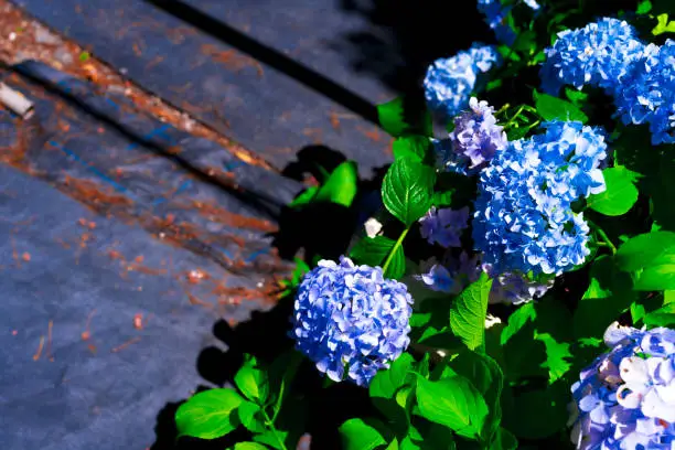 Photo of Blue Hydrangea macrophylla, commonly referred to as bigleaf hydrangea, is one of the most popular landscape shrubs owing to its large mophead flowers.