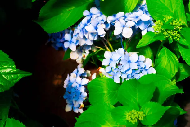 Photo of Blue Hydrangea macrophylla, commonly referred to as bigleaf hydrangea, is one of the most popular landscape shrubs owing to its large mophead flowers.