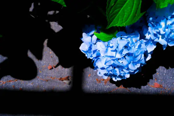 Photo of Blue Hydrangea macrophylla, commonly referred to as bigleaf hydrangea, is one of the most popular landscape shrubs owing to its large mophead flowers.