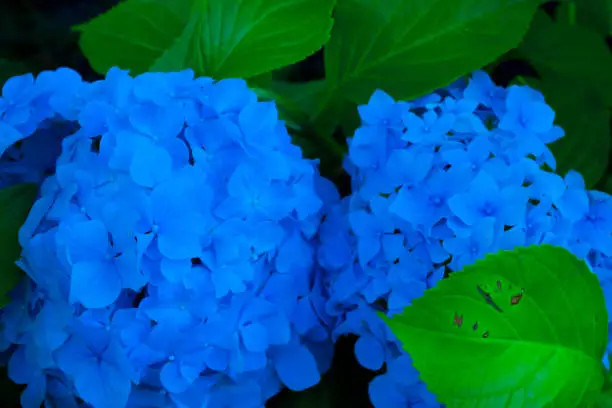 Photo of Blue Hydrangea macrophylla, commonly referred to as bigleaf hydrangea, is one of the most popular landscape shrubs owing to its large mophead flowers.