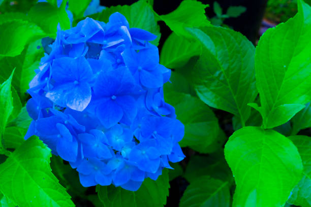 Blue hydrangea, bush under the window. Hortensia are popular ornamental plant.