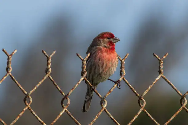 Image of a Red House Finch, Haemorhous mexicanus, shown perched on woven wire fence.