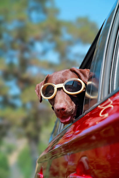 chocolate lab riding in a car with her head hanging out wearing goggles