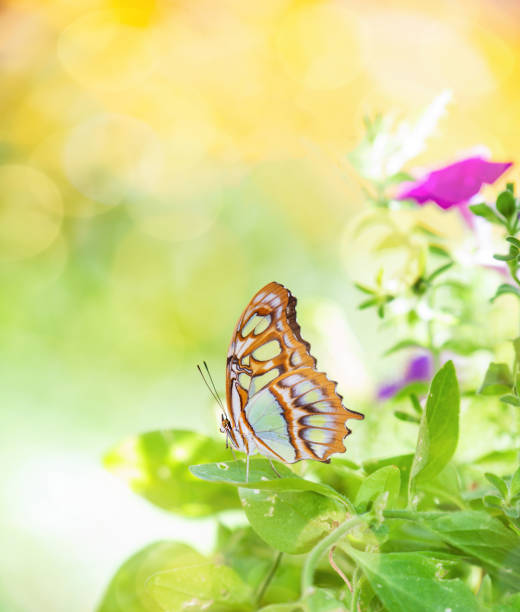 bella farfalla malachite in un giardino - malachite butterfly foto e immagini stock