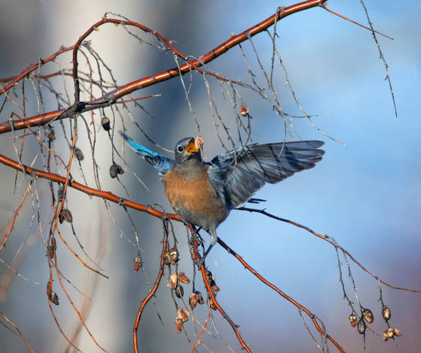 синяя птица в естественной среде - mountain bluebird bird bluebird blue стоковые фото и изображения